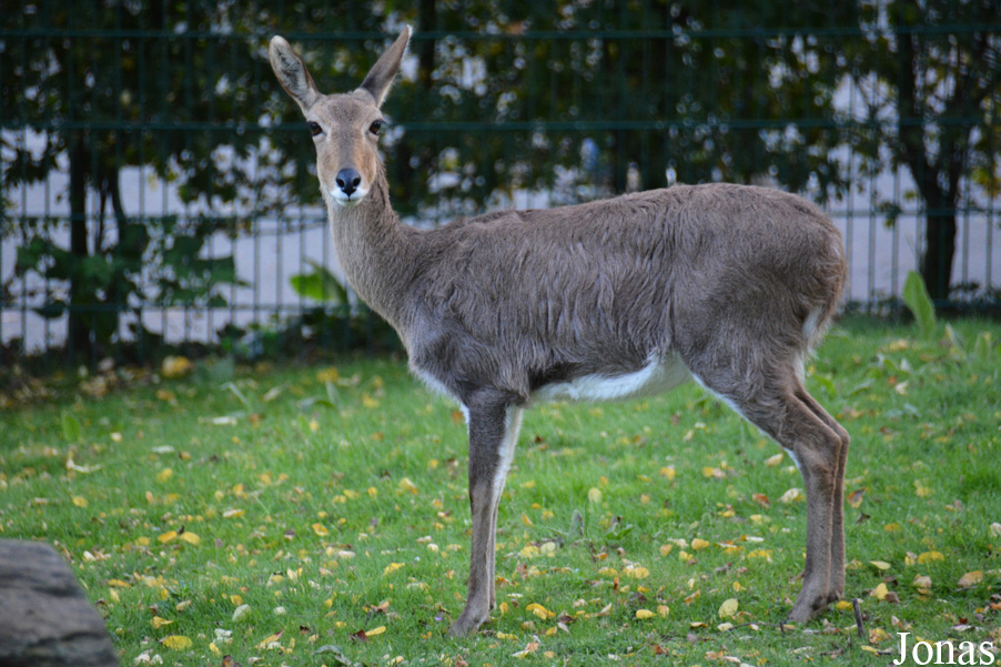 Redunca fulvorufula fulvorufula