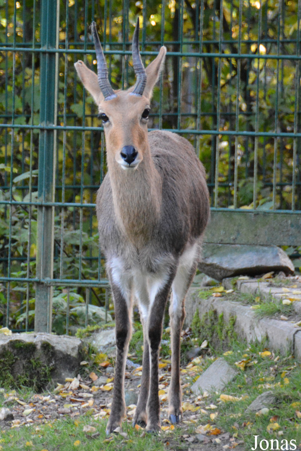 Redunca fulvorufula fulvorufula