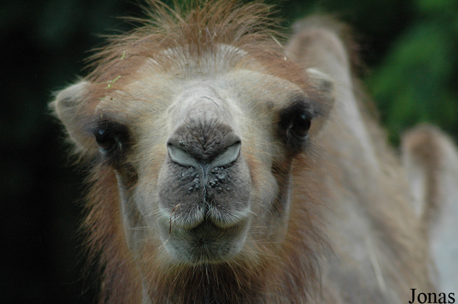 Camelus bactrianus
