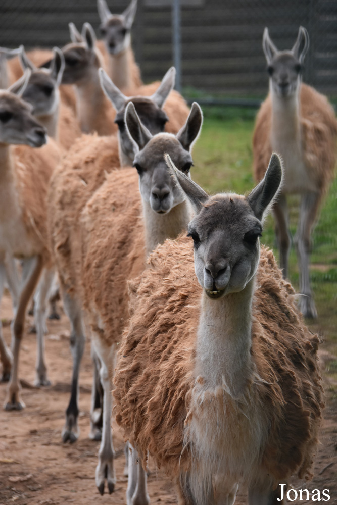 Lama guanicoe
