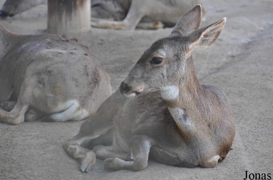 Odocoileus hemionus columbianus