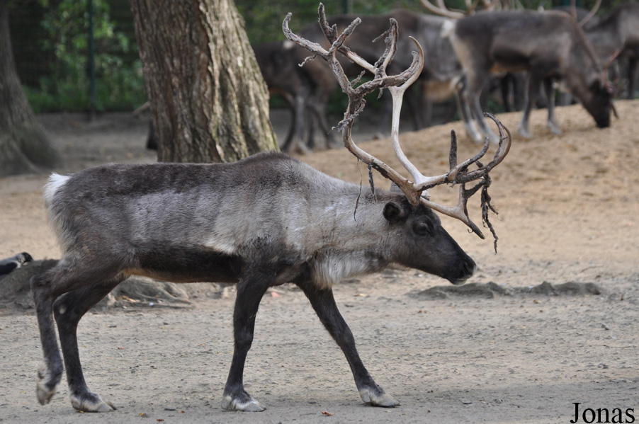 Rangifer tarandus