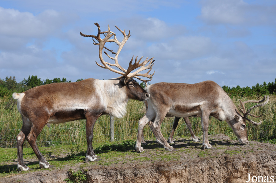 Rangifer tarandus