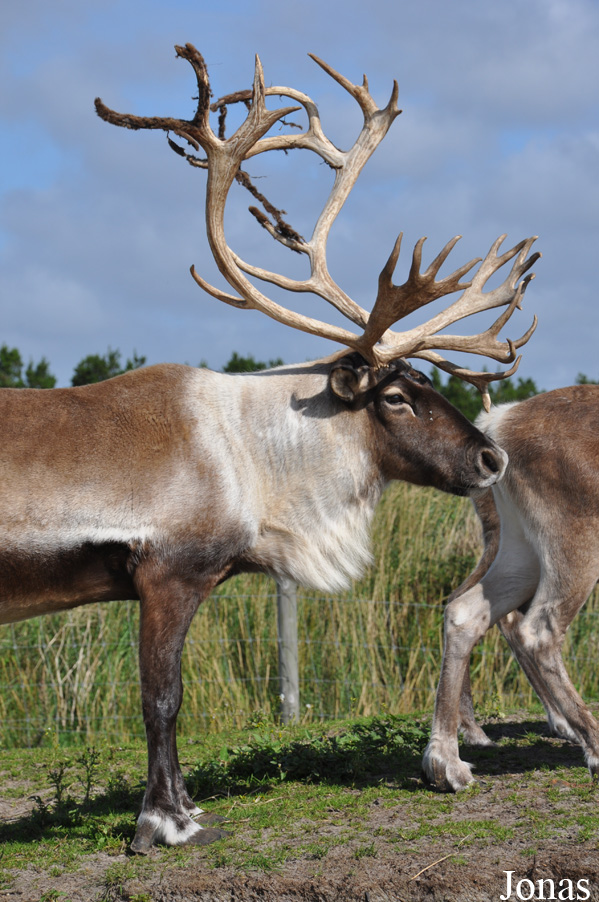 Rangifer tarandus