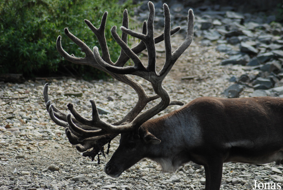 Rangifer tarandus