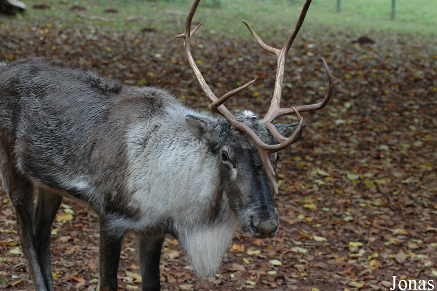 Rangifer tarandus
