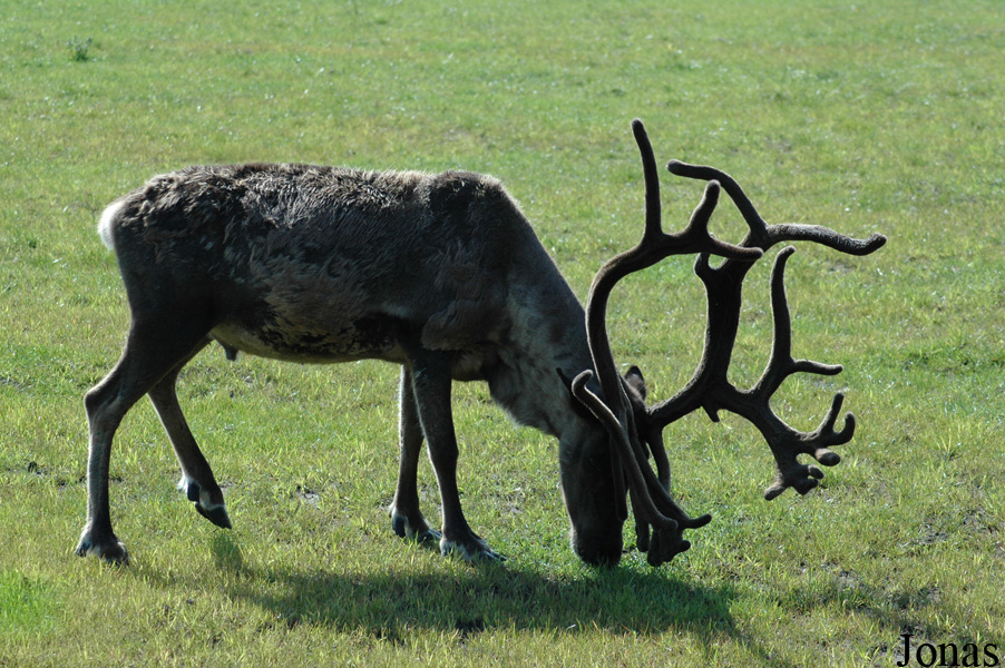 Rangifer tarandus