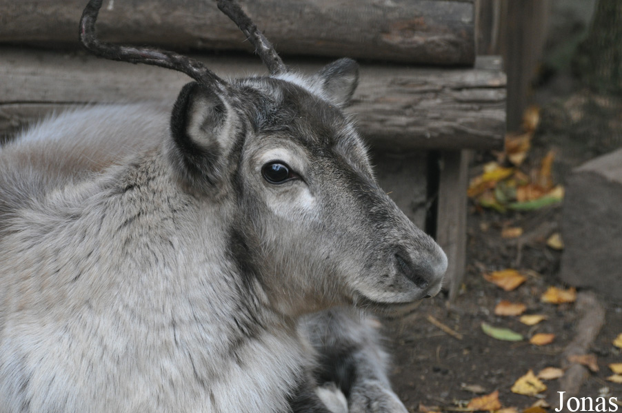 Rangifer tarandus