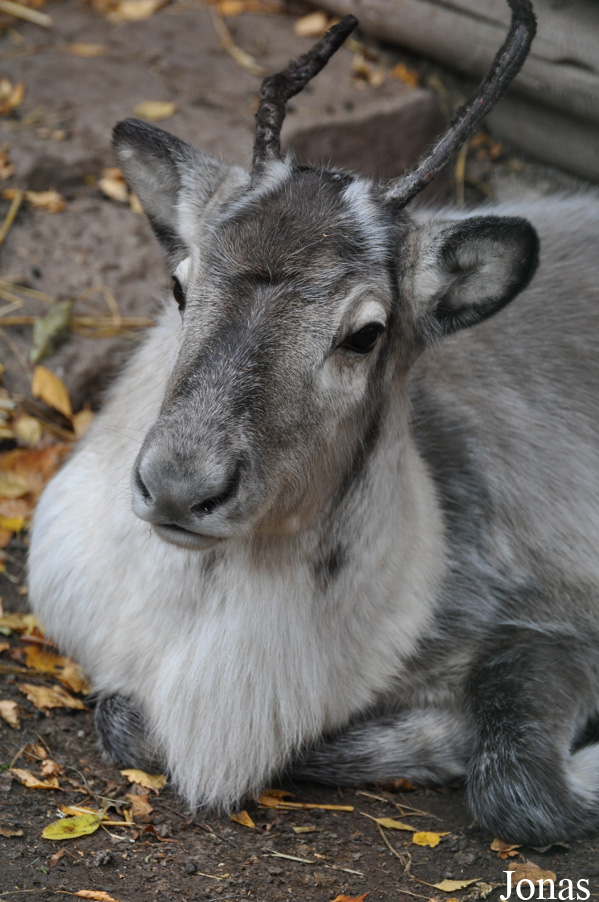 Rangifer tarandus