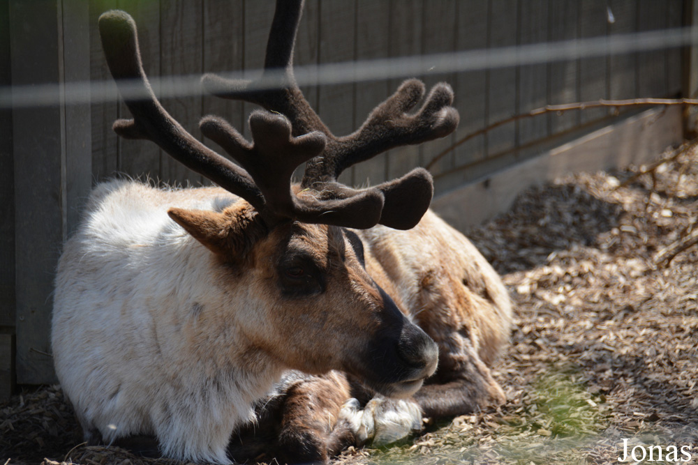 Rangifer tarandus
