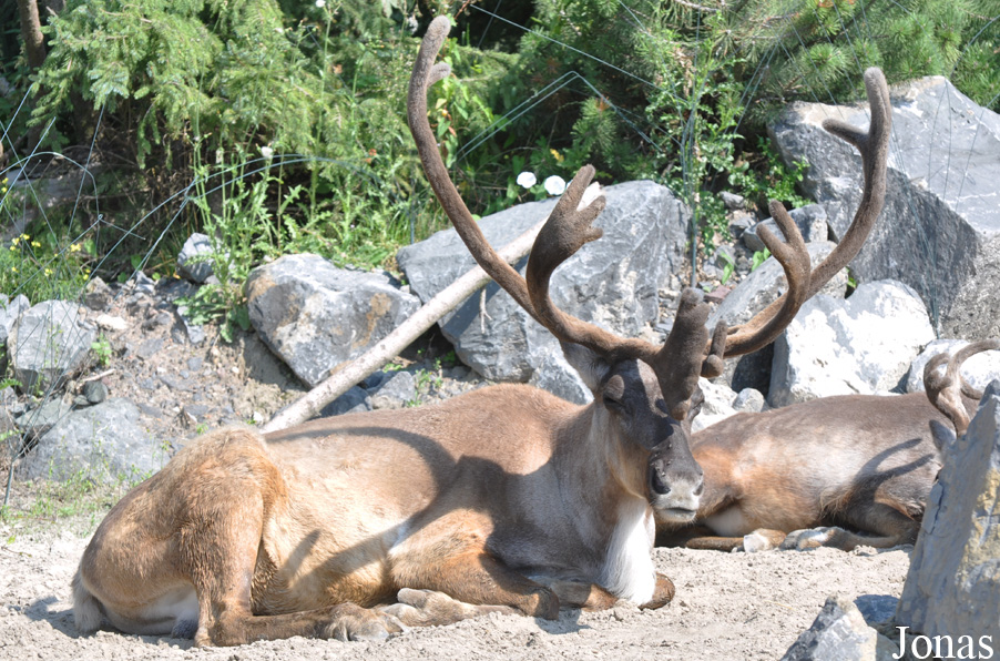 Rangifer tarandus caribou