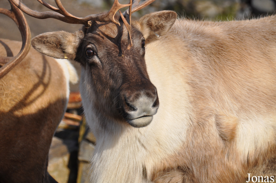 Rangifer tarandus caribou