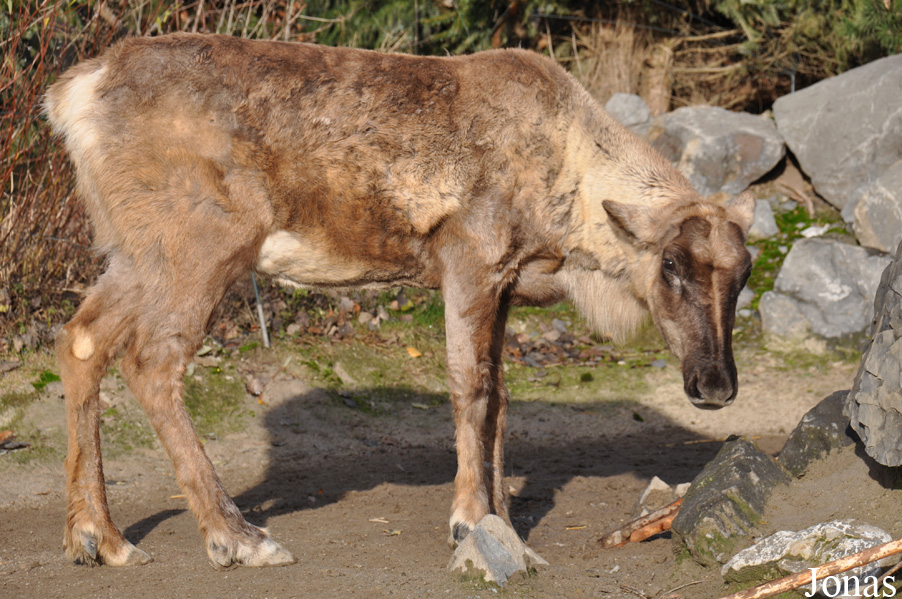 Rangifer tarandus caribou