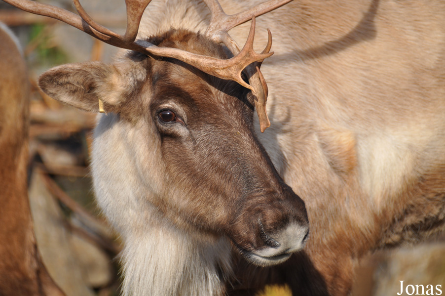 Rangifer tarandus caribou