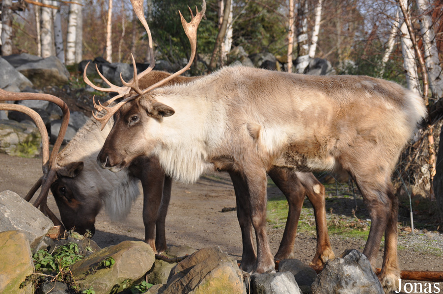 Rangifer tarandus caribou