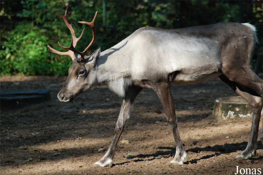 Rangifer tarandus fennicus