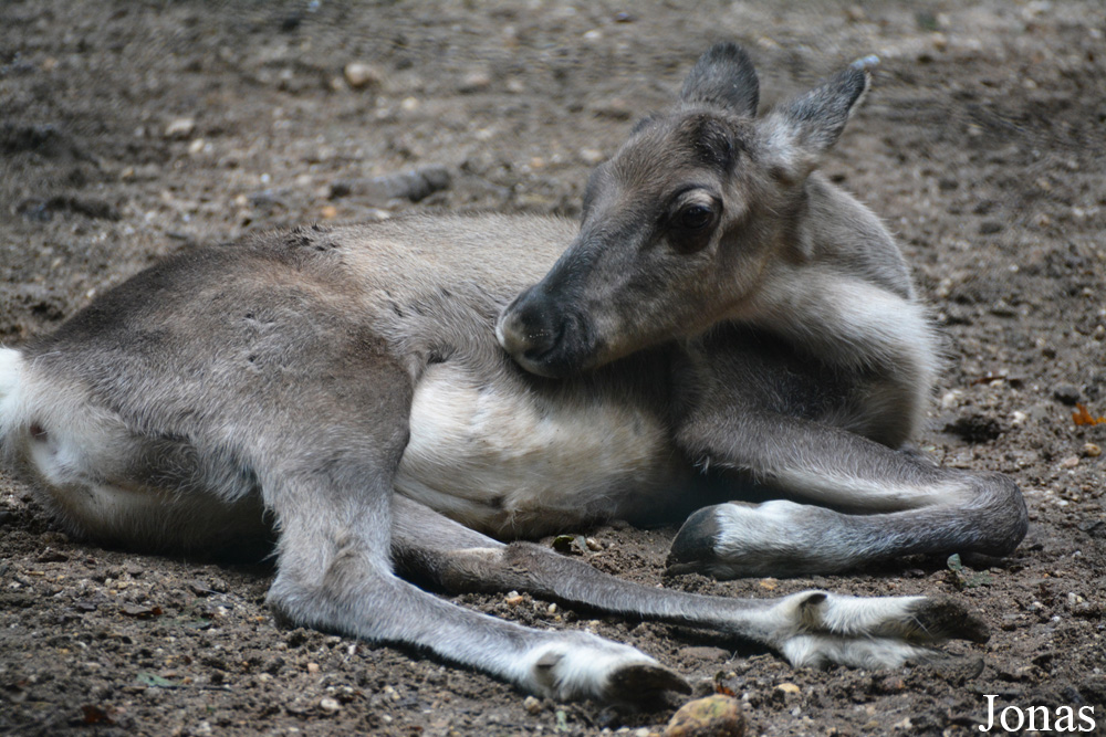 Rangifer tarandus fennicus