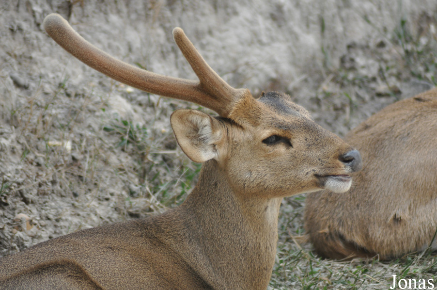 Axis porcinus