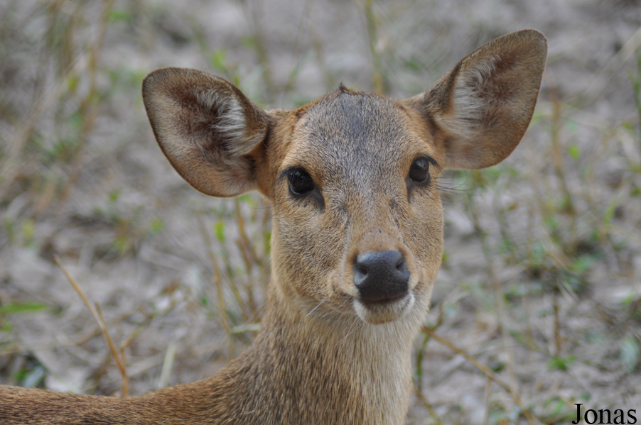 Axis porcinus