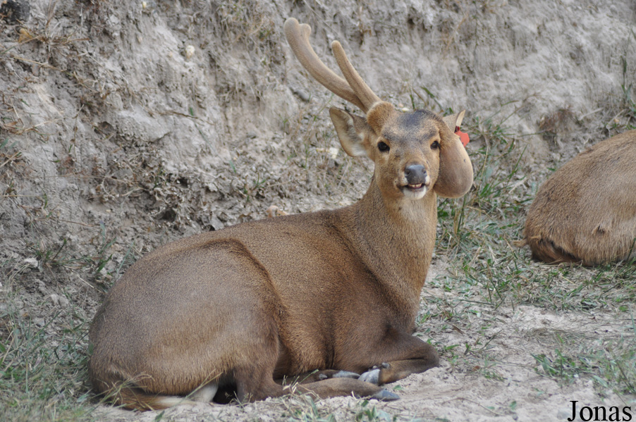 Axis porcinus