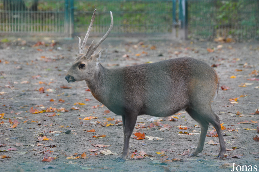 Axis porcinus