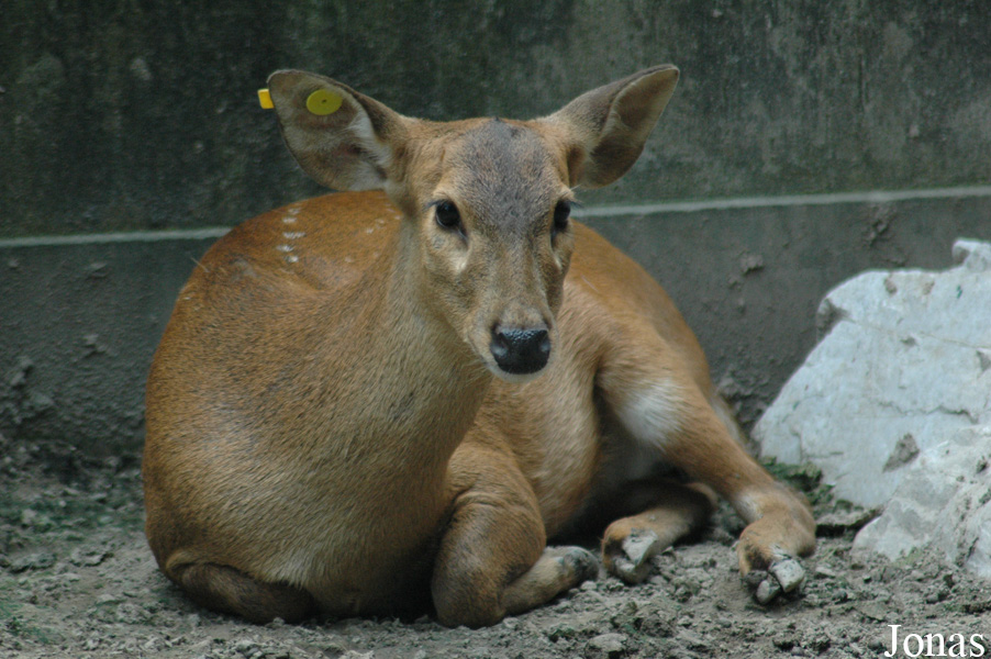 Axis porcinus