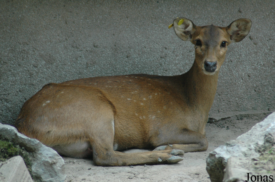 Axis porcinus
