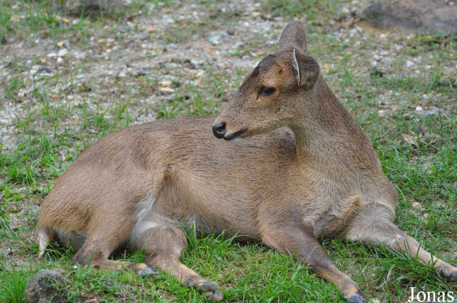 Axis porcinus