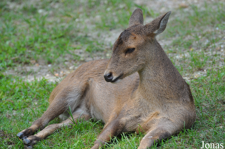 Axis porcinus