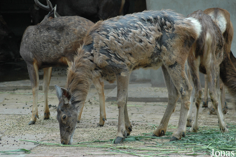 Cervus canadensis