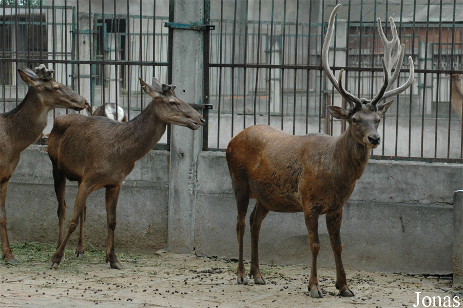 Cervus canadensis