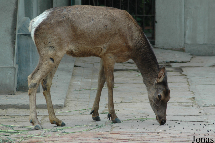 Cervus canadensis