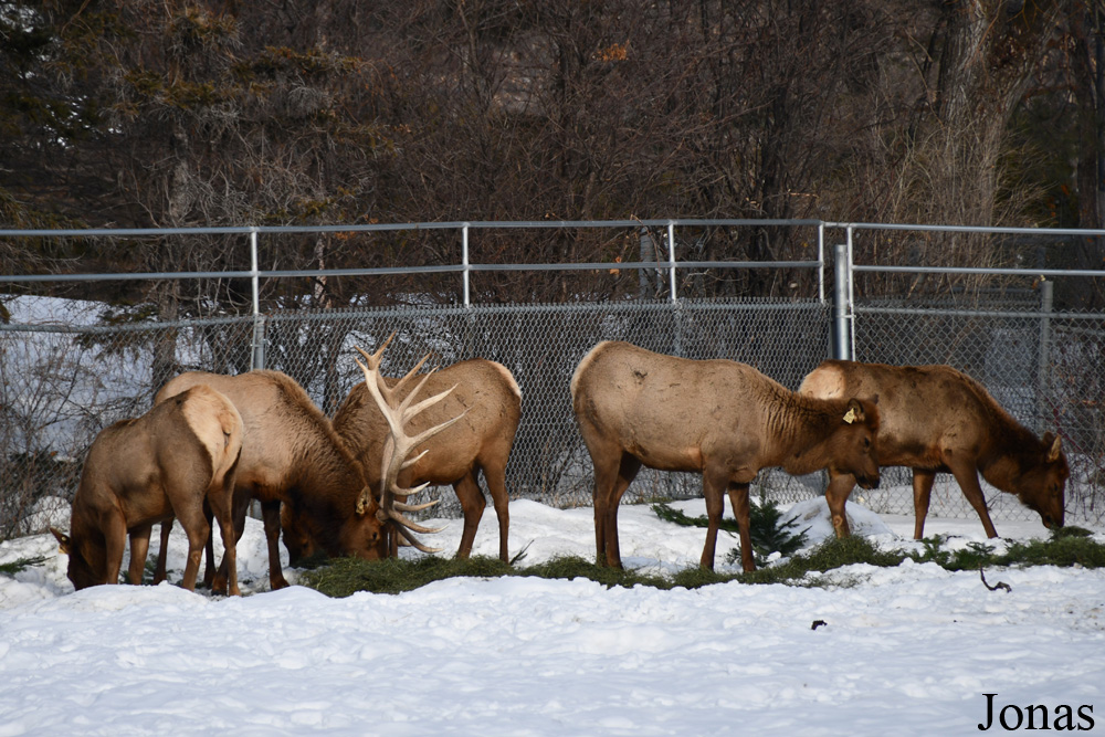 Cervus canadensis manitobensis