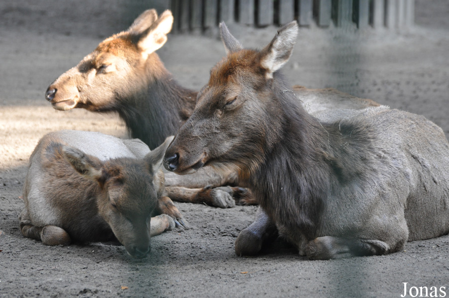 Cervus canadensis nannodes