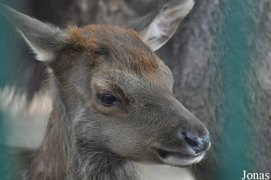 Cervus canadensis nannodes