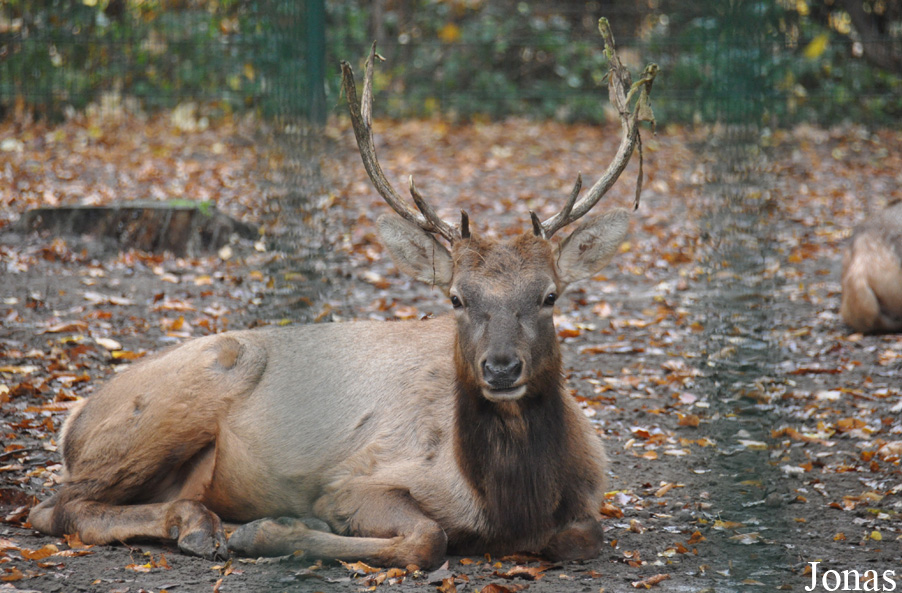 Cervus canadensis nannodes