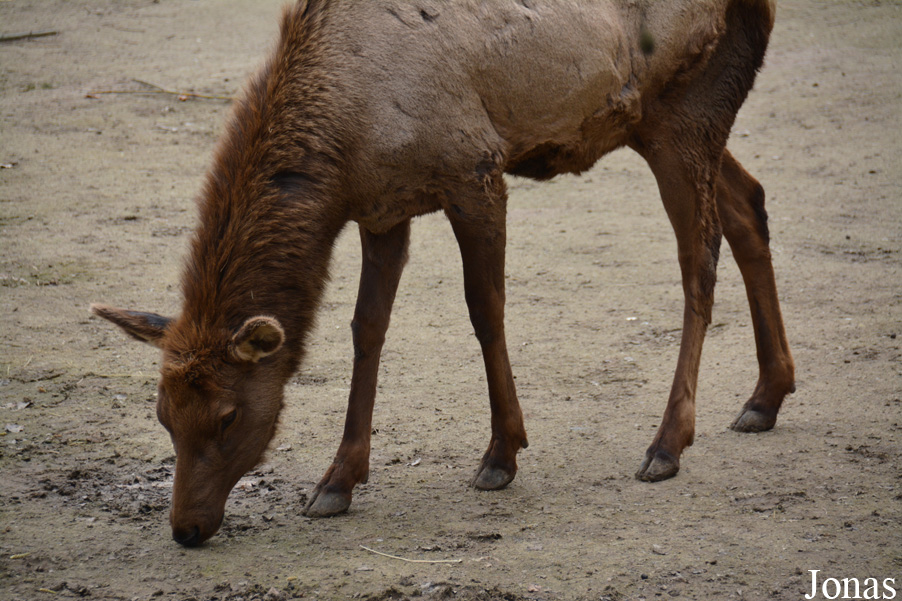 Cervus canadensis nelsoni