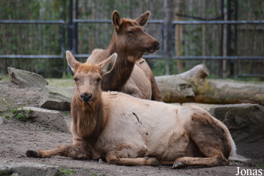 Cervus canadensis nelsoni
