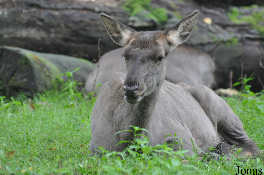Cervus canadensis sibiricus