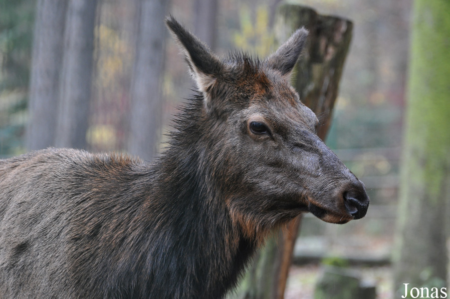 Cervus canadensis sibiricus