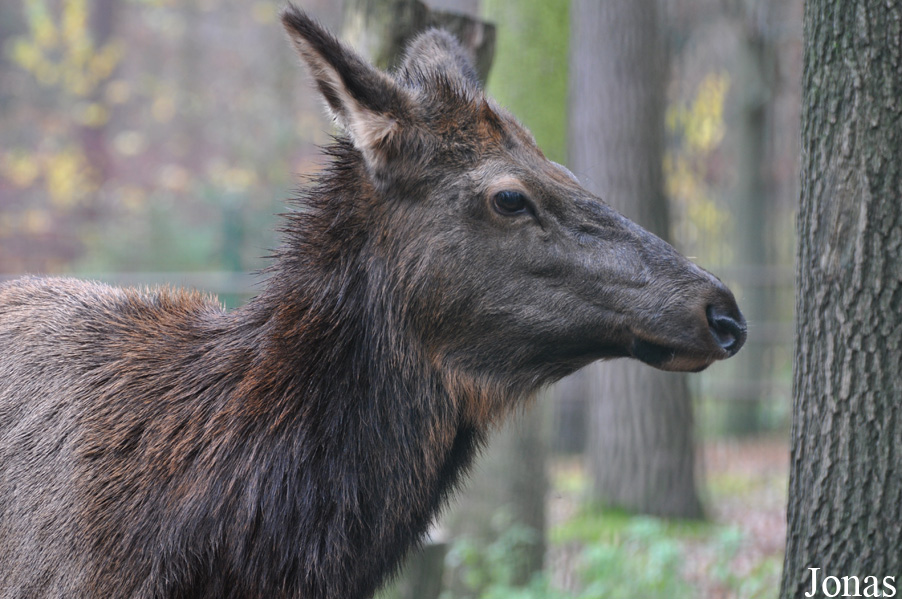 Cervus canadensis sibiricus