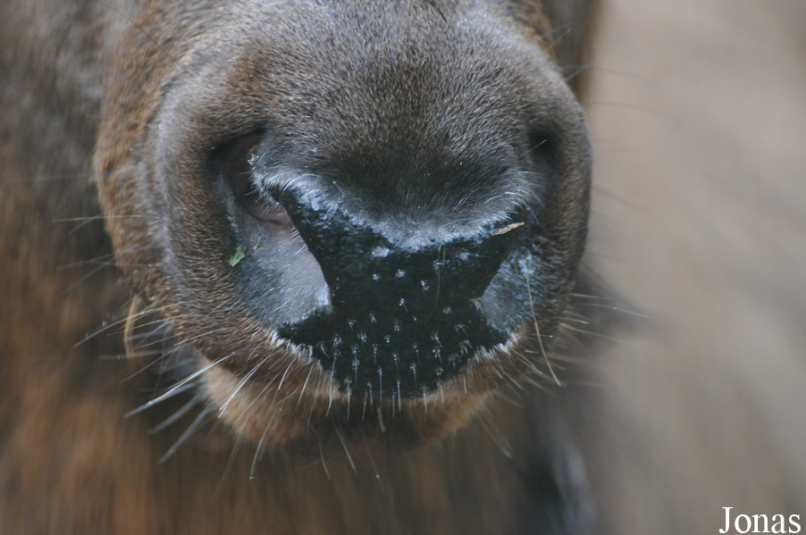 Cervus canadensis sibiricus