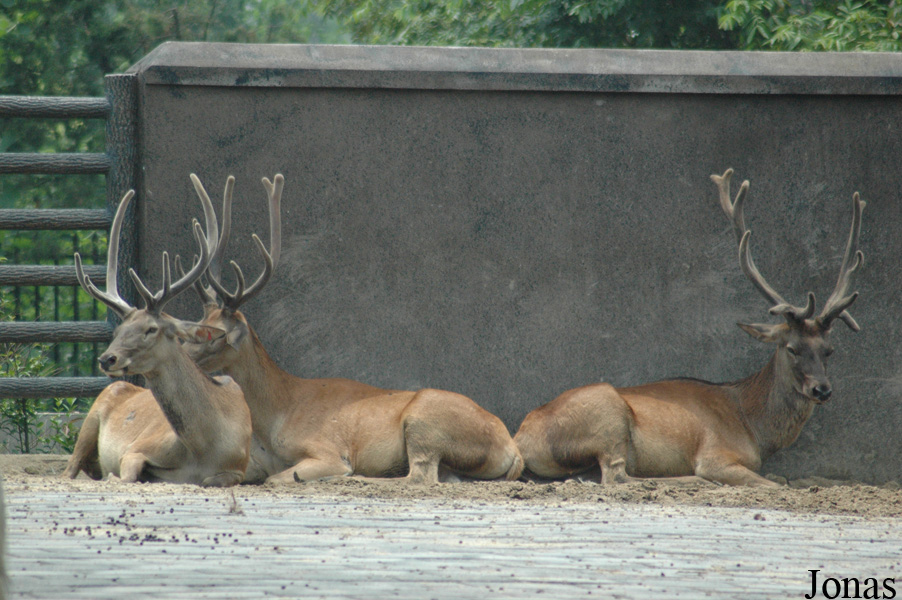 Cervus canadensis xanthopygus