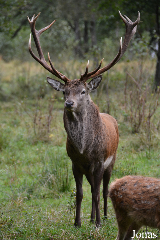Cervus elaphus