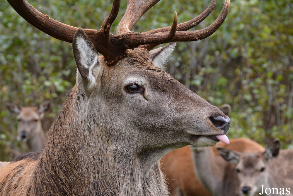 Cervus elaphus