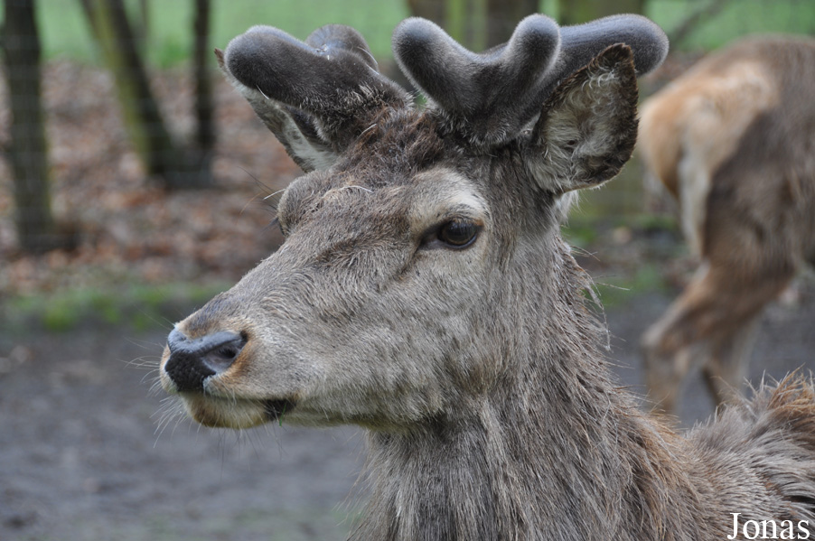 Cervus elaphus