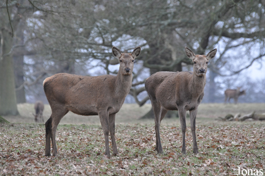 Cervus elaphus