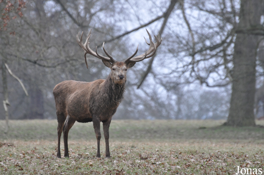 Cervus elaphus