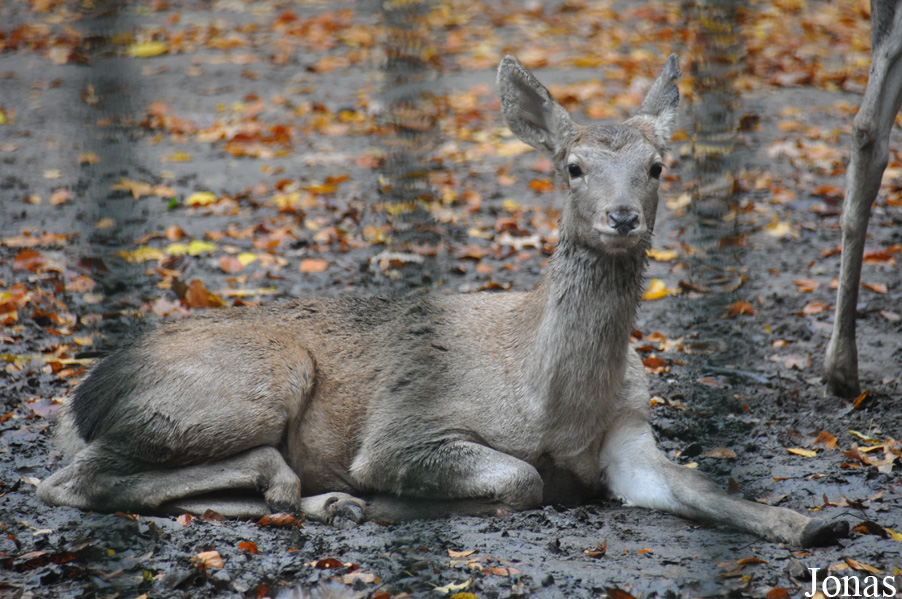 Cervus elaphus bactrianus