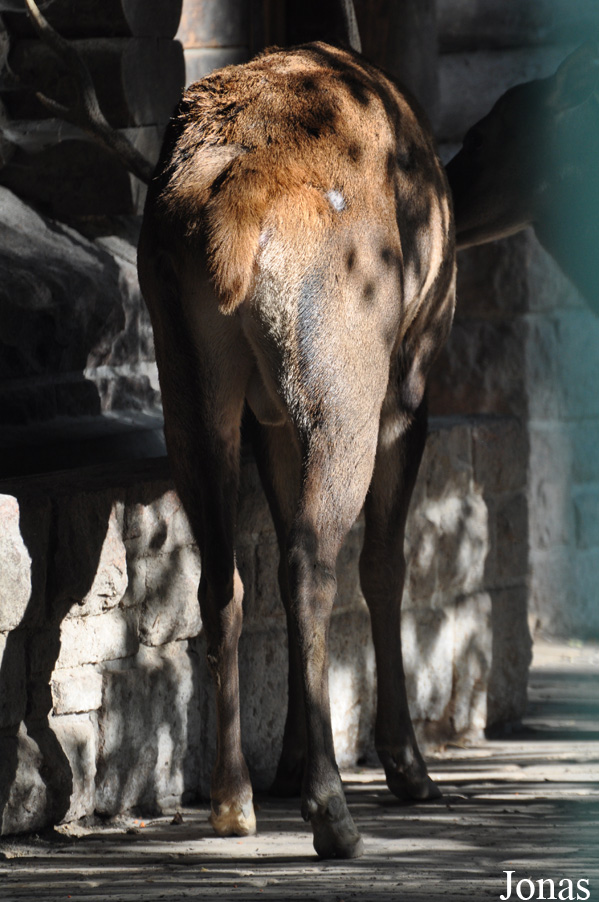 Cervus elaphus barbarus